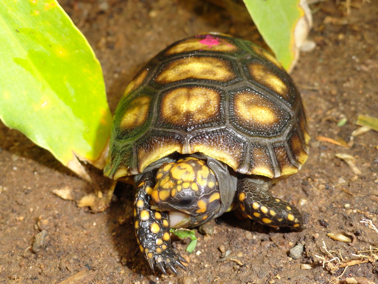 Wango Mango II Tortoise Forum